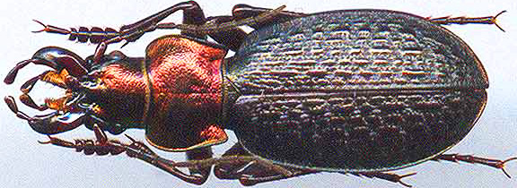 http://www.gorodinski.ru/carabus/Cratocechenus akinini s.str.jpg
